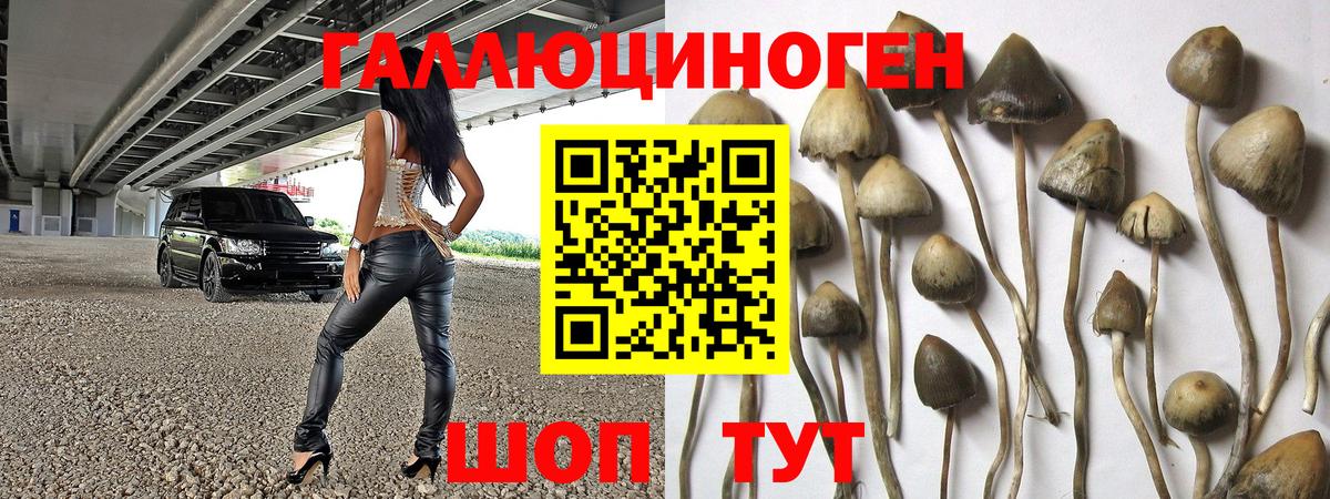 Псилоцибиновые грибы Cubensis Берёзовский